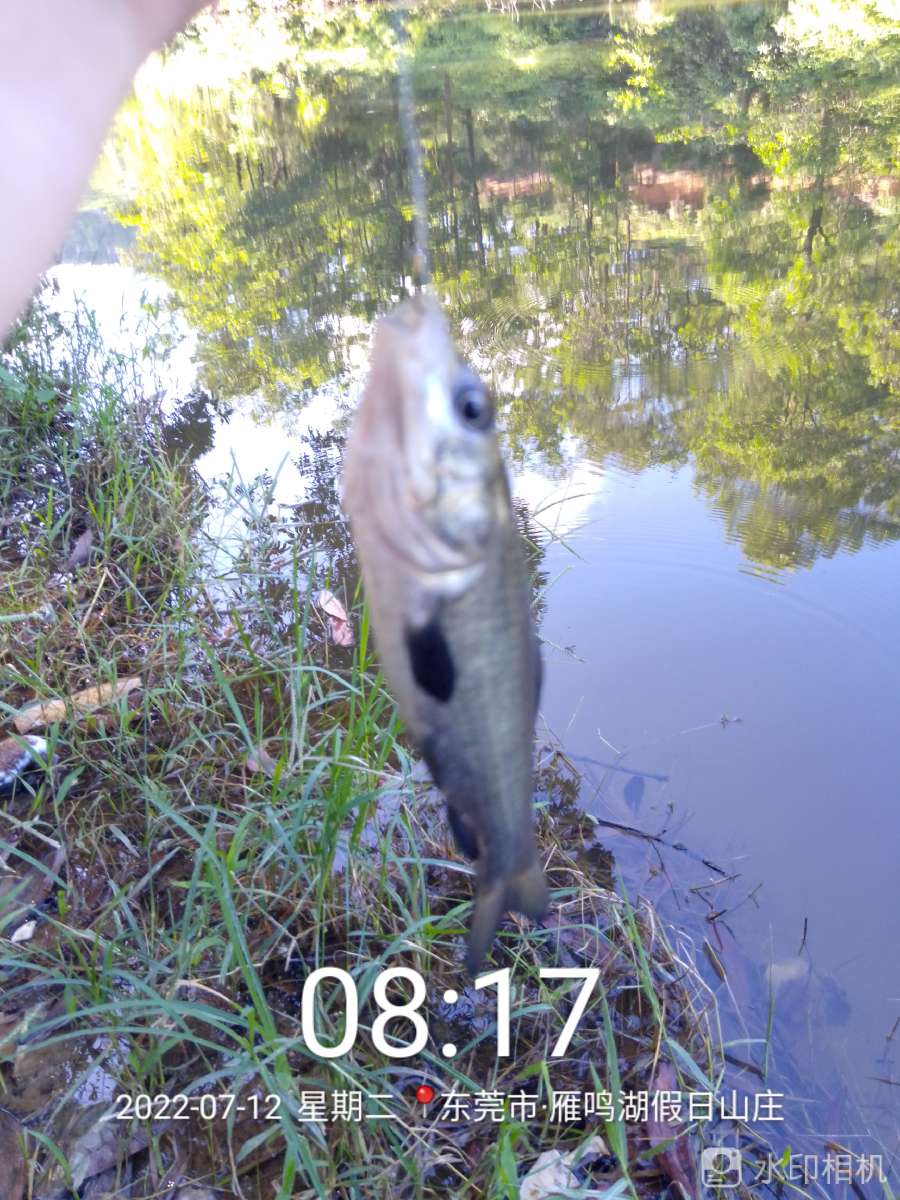 「七月鱼获」独自试战野坑，坚持不走空路