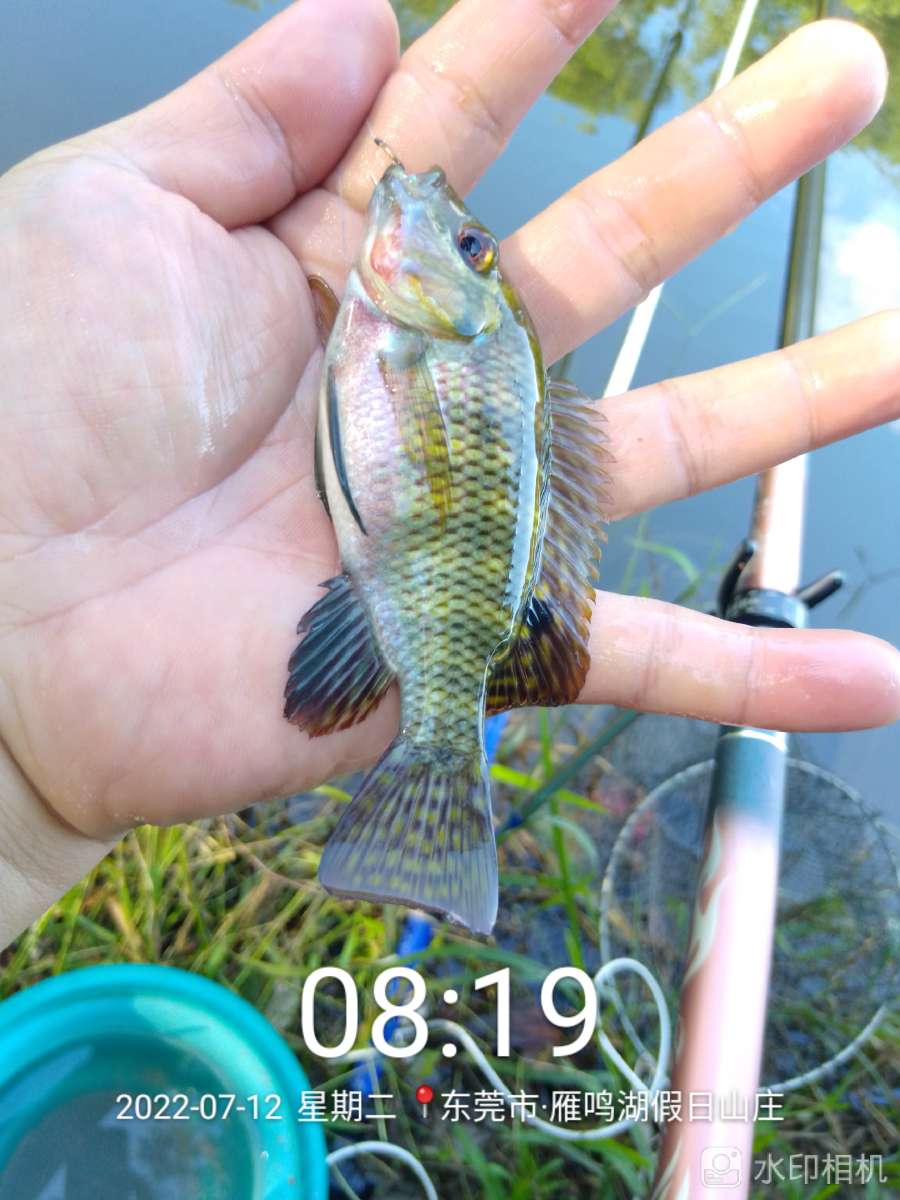 「七月鱼获」独自试战野坑，坚持不走空路