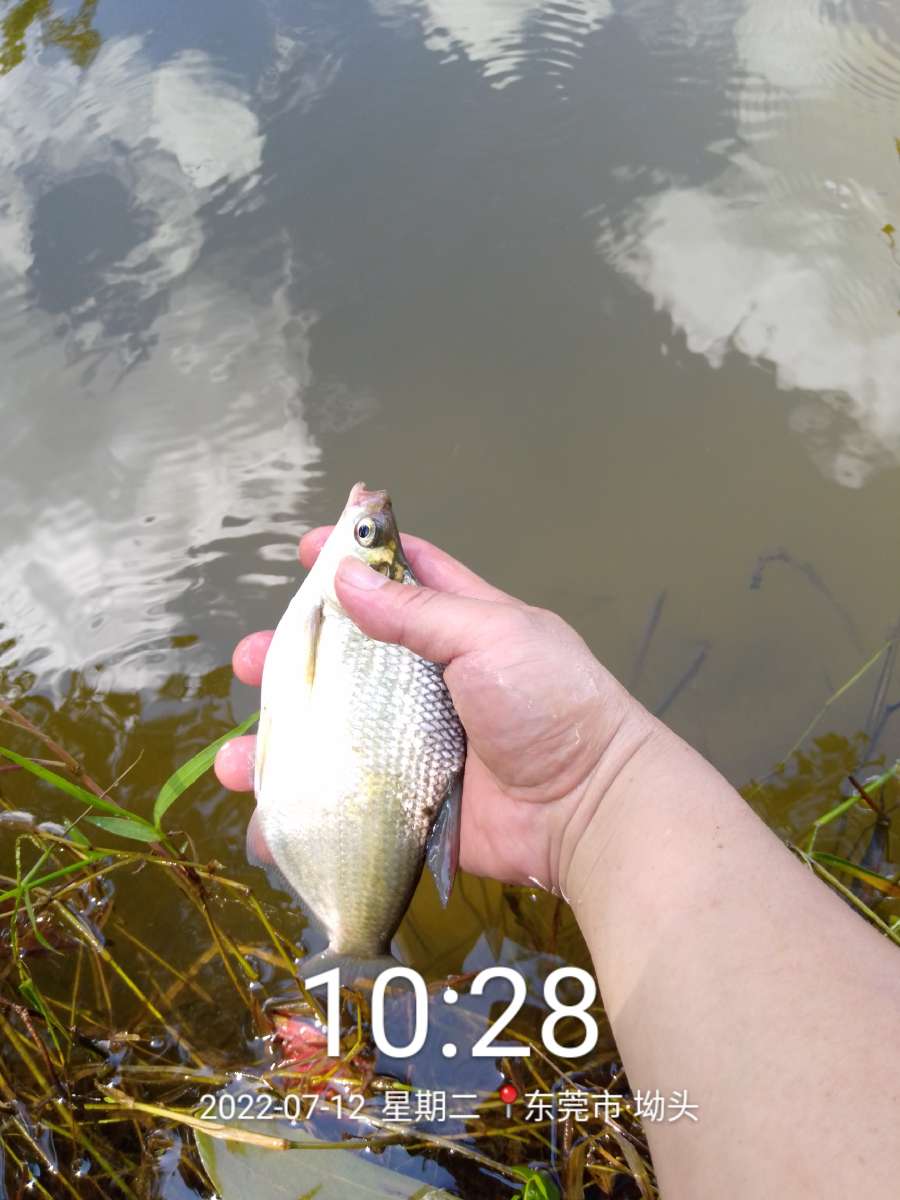 「七月鱼获」独自试战野坑，坚持不走空路