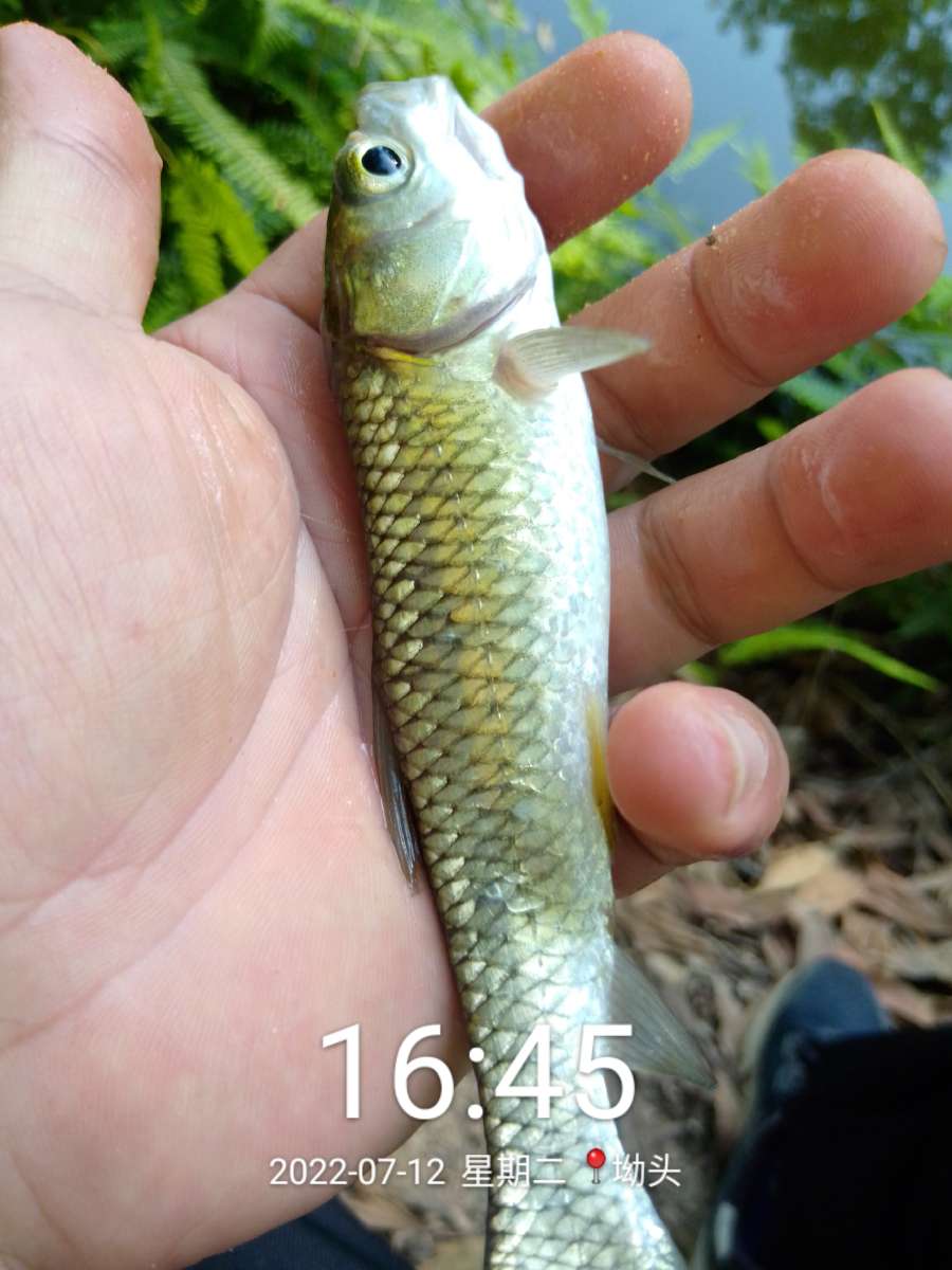 「七月鱼获」独自试战野坑，坚持不走空路