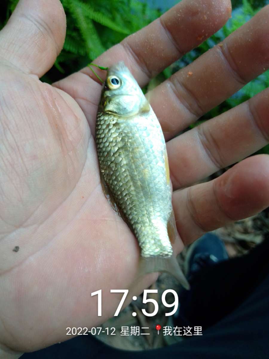 「七月鱼获」独自试战野坑，坚持不走空路