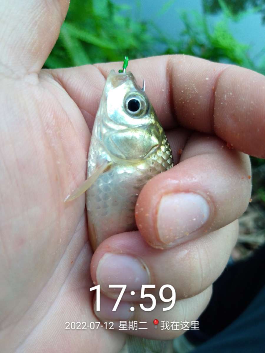 「七月鱼获」独自试战野坑，坚持不走空路