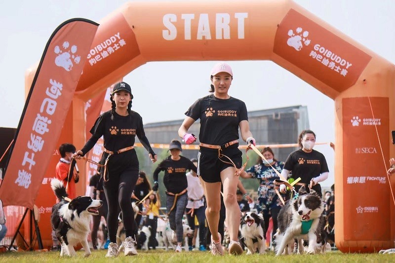 人犬障碍赛“狗巴迪”回归 群犬野放狂欢北京世园公园