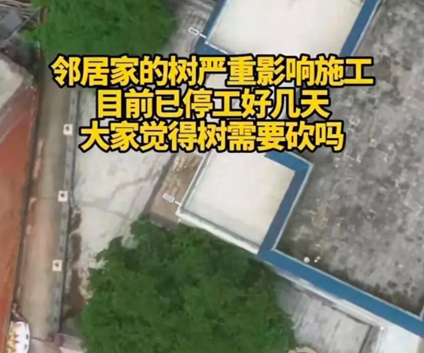 全红婵有钱遭嫉妒？曝新家邻居眼红+索要修剪树枝费,最新回应来了 (http://www.armanice.com/) 体育 第2张