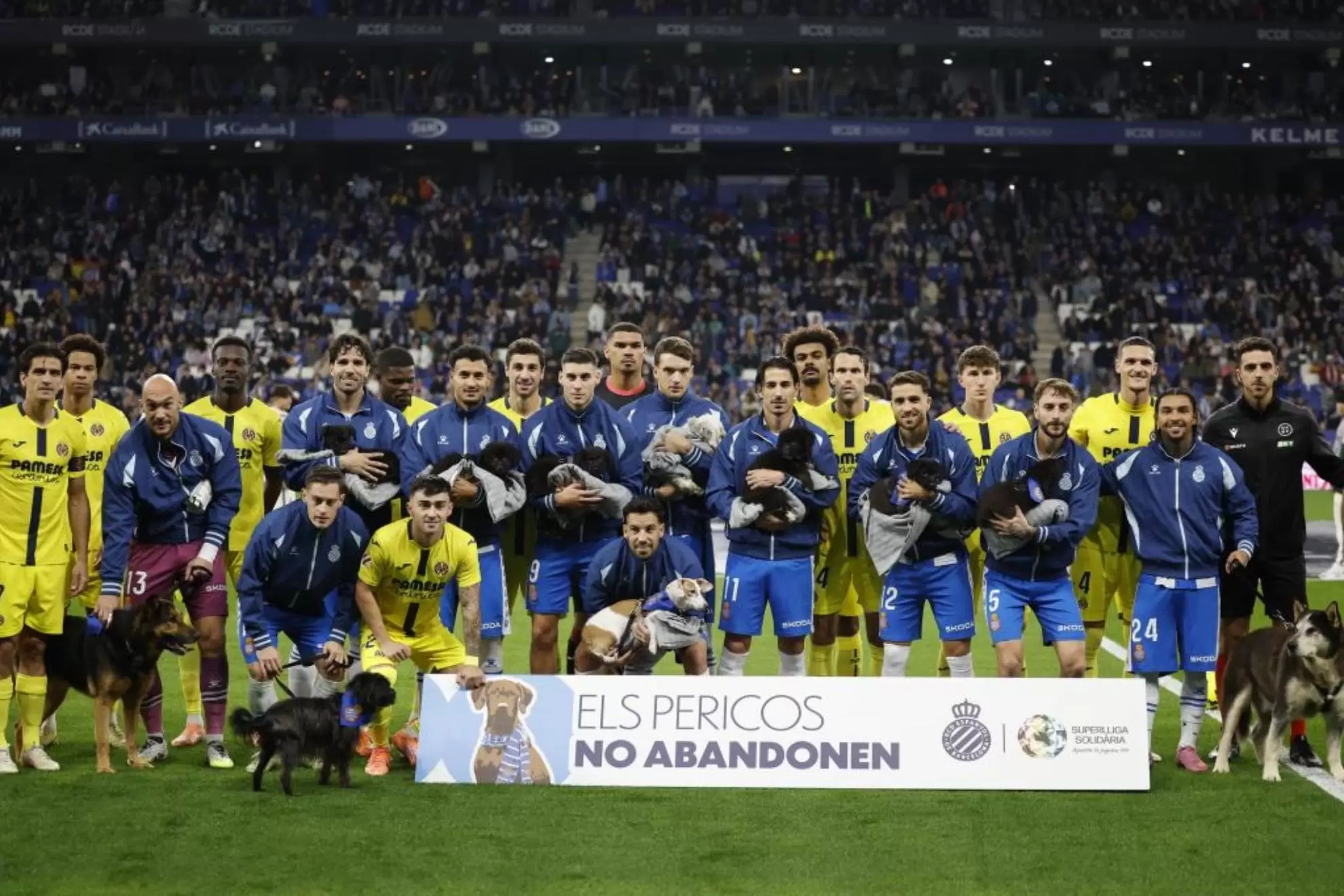 西班牙人举办“鹦鹉不离弃”活动，用待领养狗狗组成特殊阵容