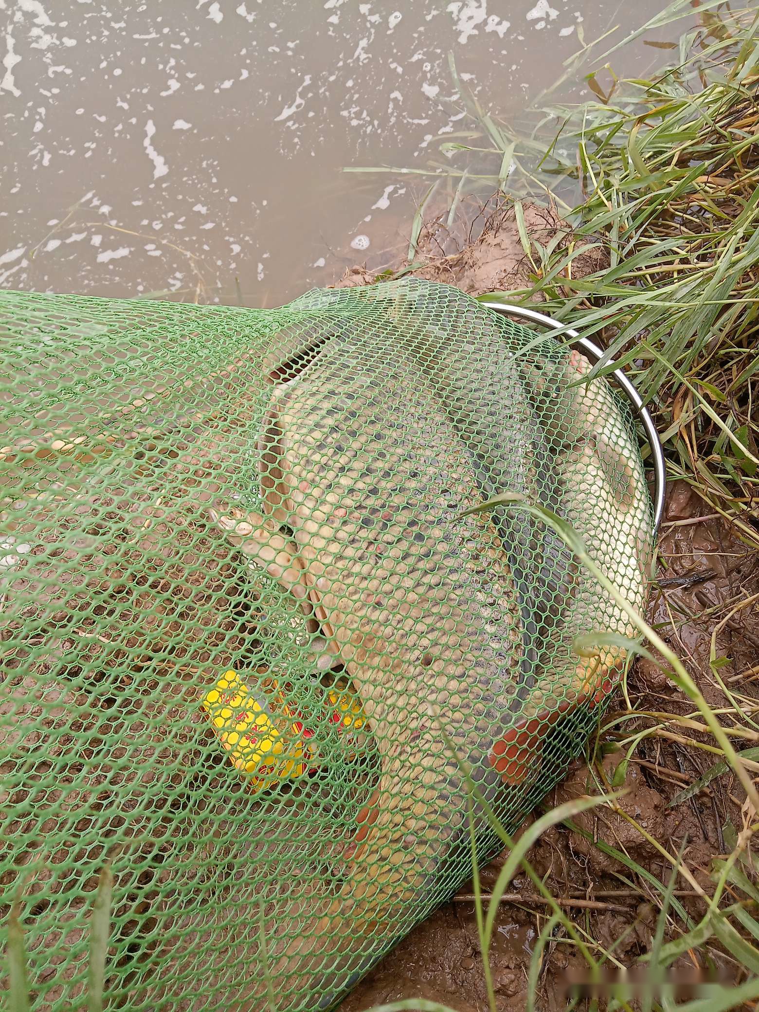 「7月鱼获」耐住性子守鲤鱼，还怕它不上钩？