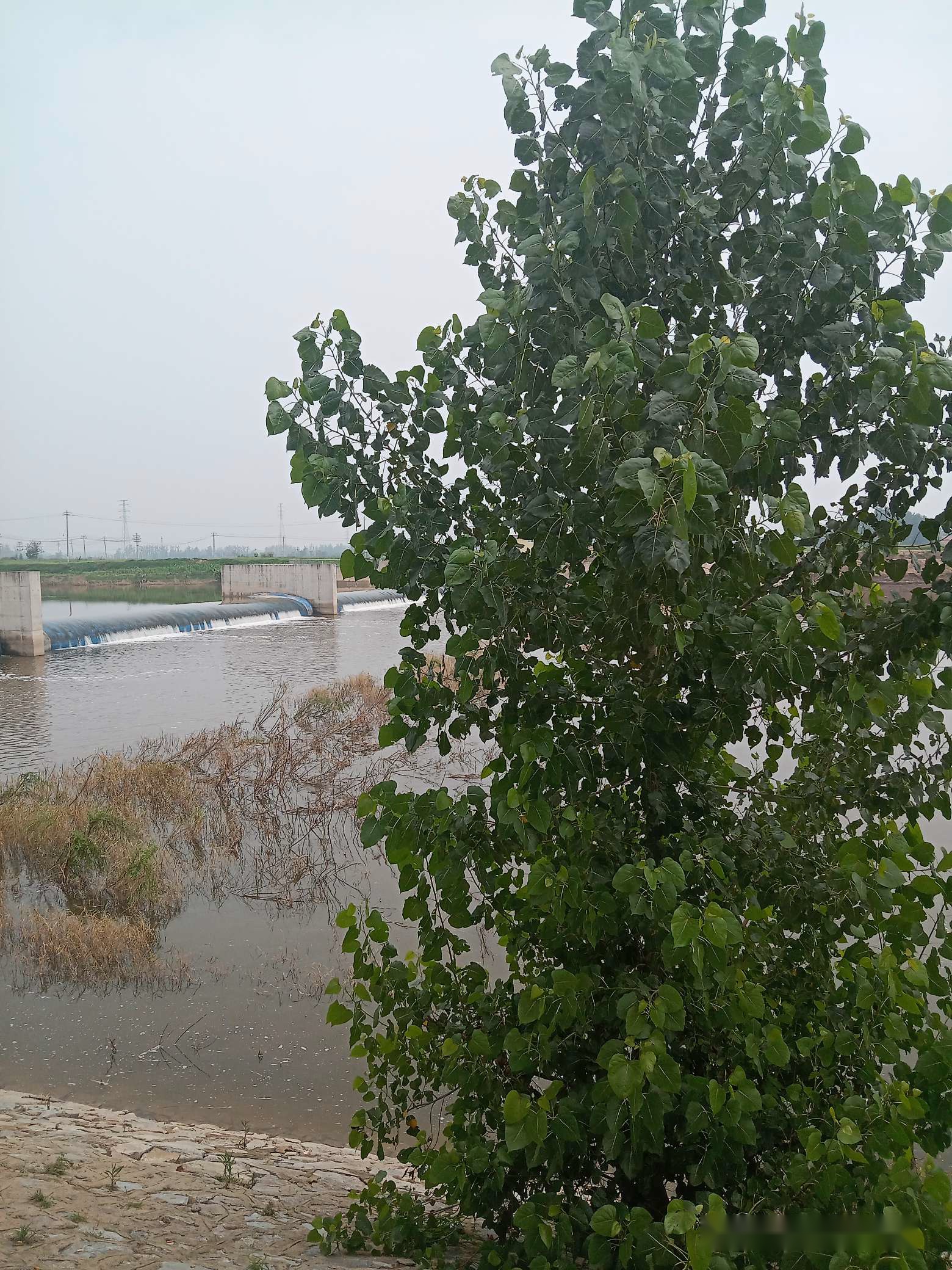 「7月鱼获」耐住性子守鲤鱼，还怕它不上钩？