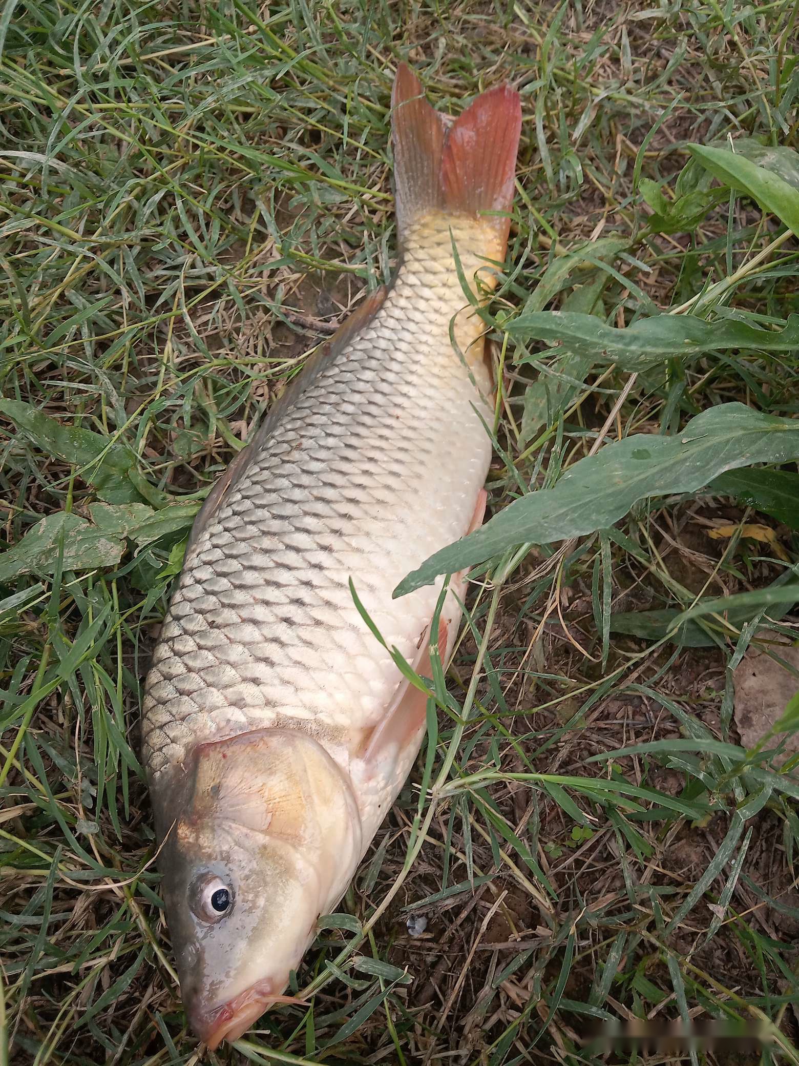 「7月鱼获」耐住性子守鲤鱼，还怕它不上钩？