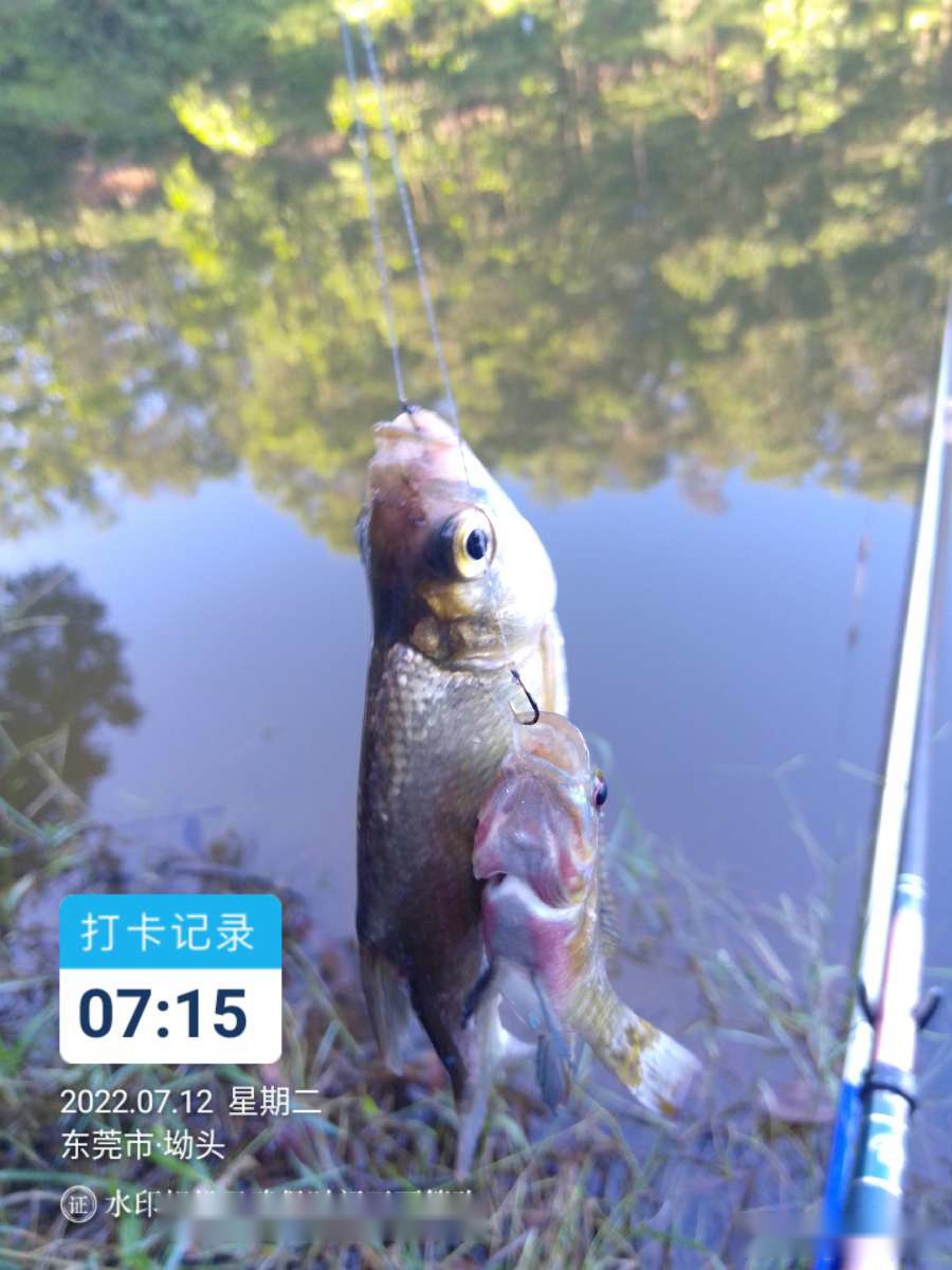 「七月鱼获」独自试战野坑，坚持不走空路