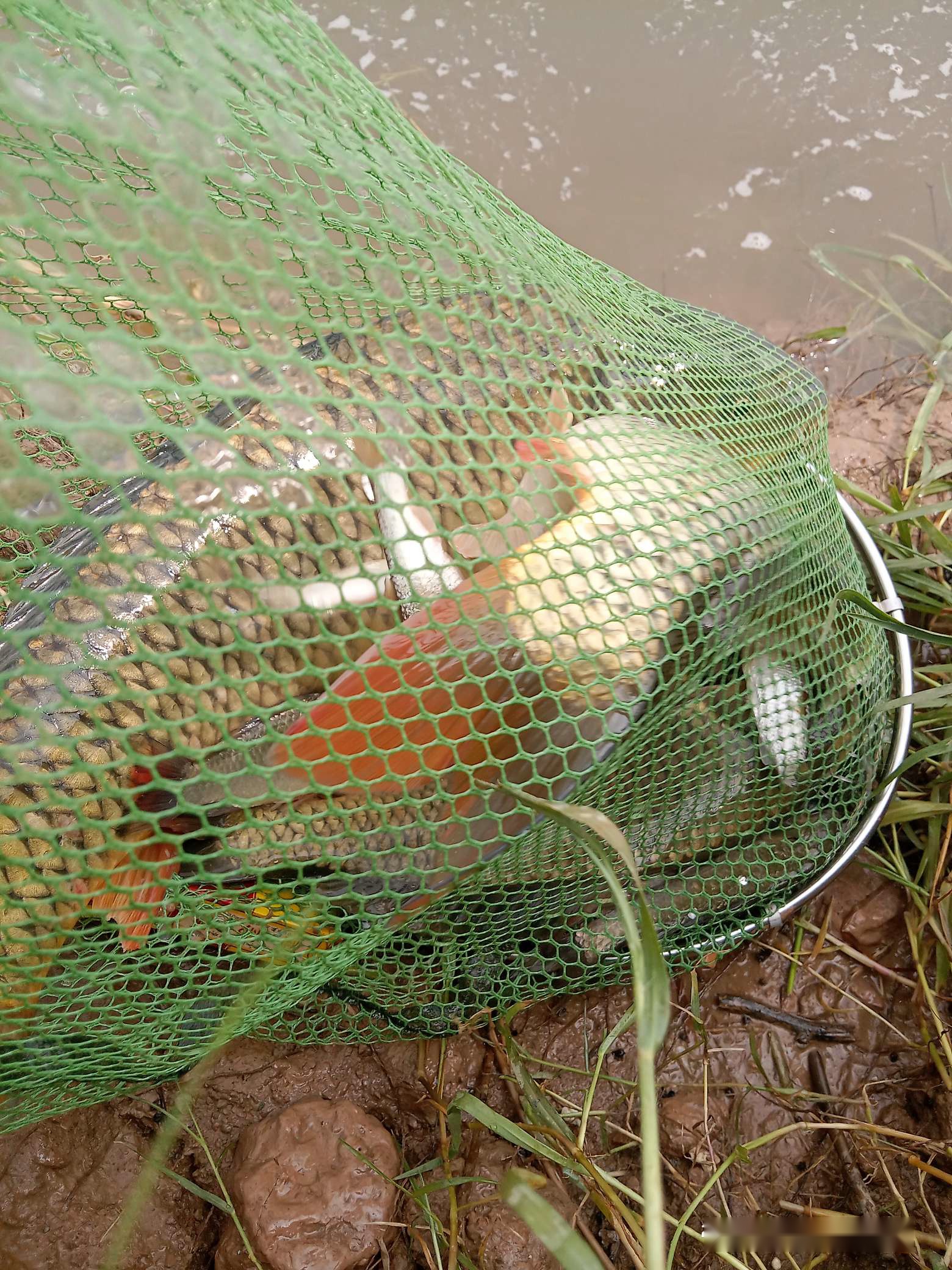 「7月鱼获」耐住性子守鲤鱼，还怕它不上钩？