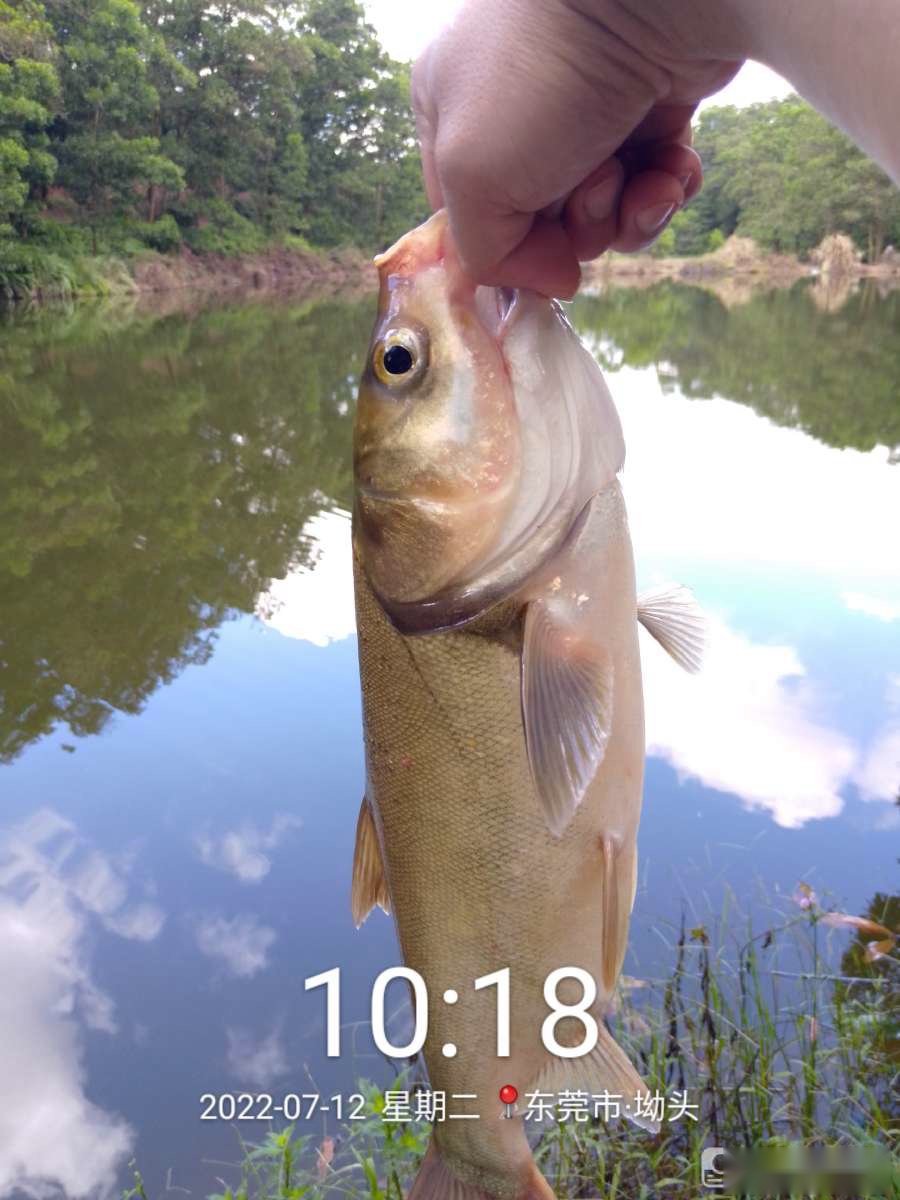 「七月鱼获」独自试战野坑，坚持不走空路