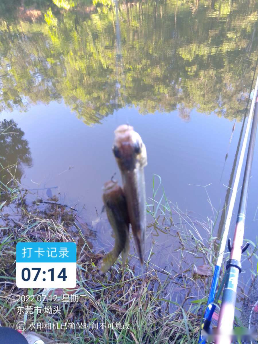 「七月鱼获」独自试战野坑，坚持不走空路